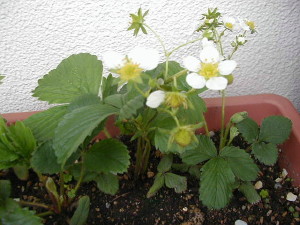 a0008185_9471612.jpg