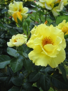 a0030594_2240736.jpg