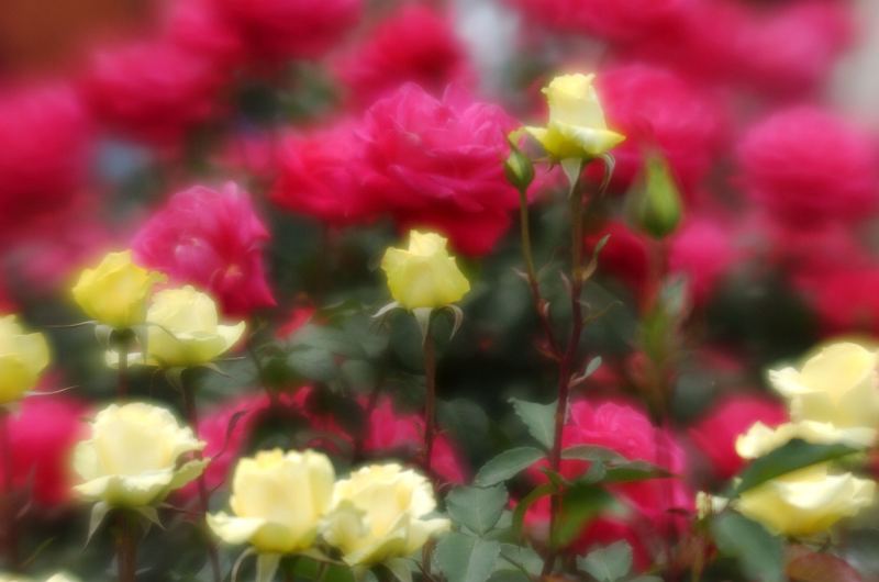 神代植物園のバラ １６ レモン・イエロー_d0027803_6182312.jpg