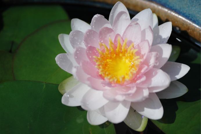 ダーウィン（温帯性睡蓮） : 花のように・・・。