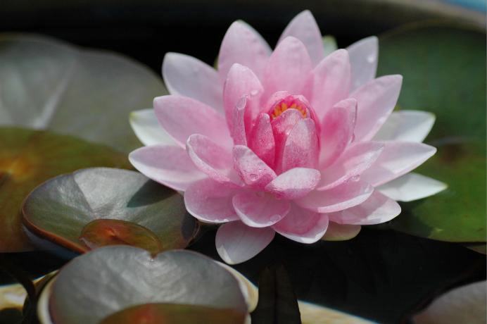 ダーウィン（温帯性睡蓮） : 花のように・・・。