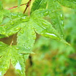 d0000247_10105642.gif