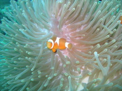 2005/06/12(日) - 1 Dive　No.180 - Malang Rock　[Tioman]_a0002177_20551650.jpg