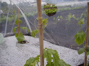 a0008185_9325043.jpg