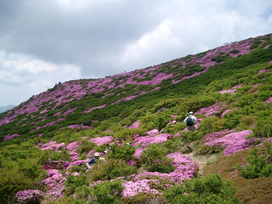 久住・平治岳　ミヤマキリシマ鑑賞登山　６月 ６・７日撮影_c0062304_12442172.jpg