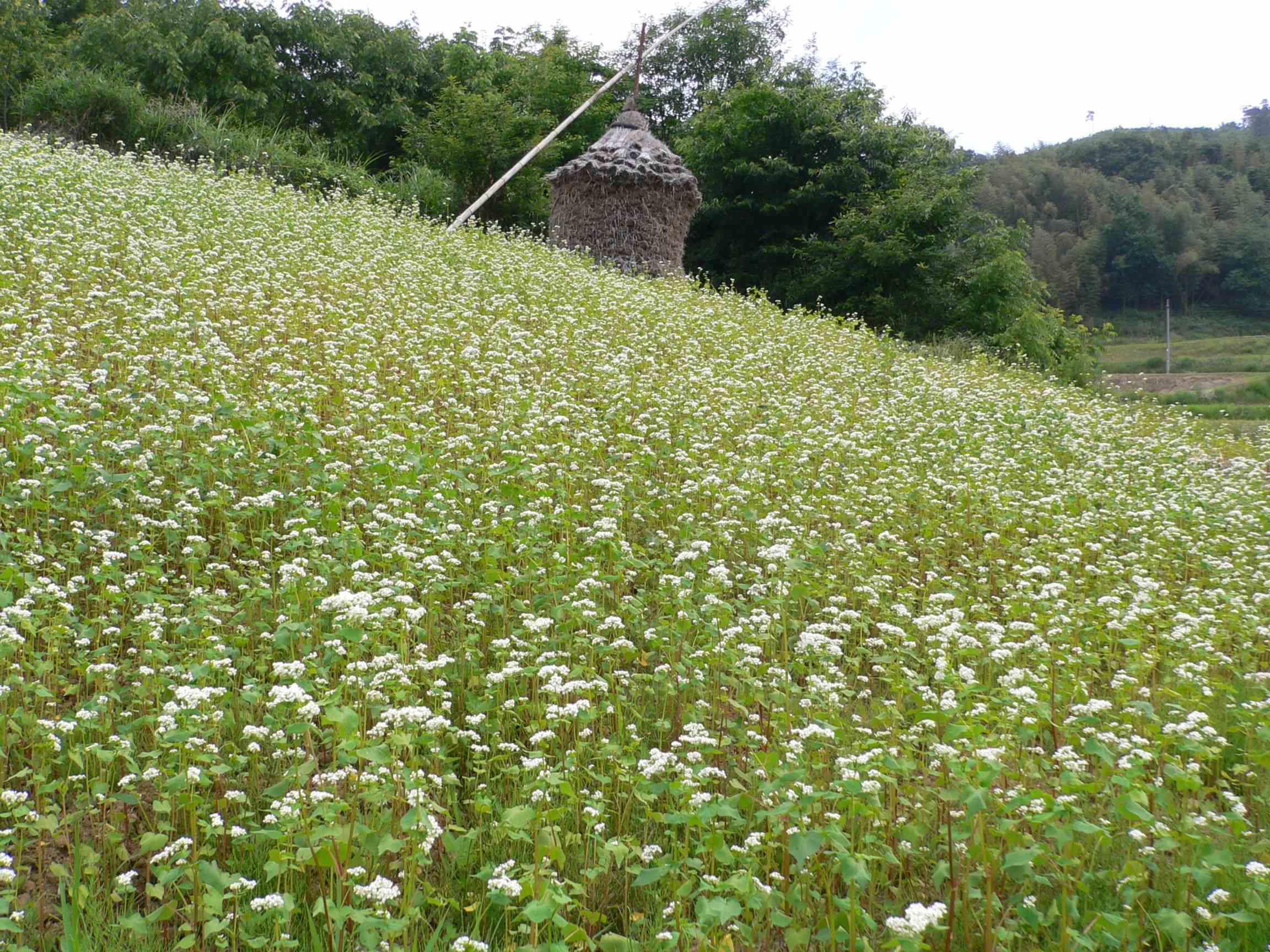 d0060944_2236229.jpg