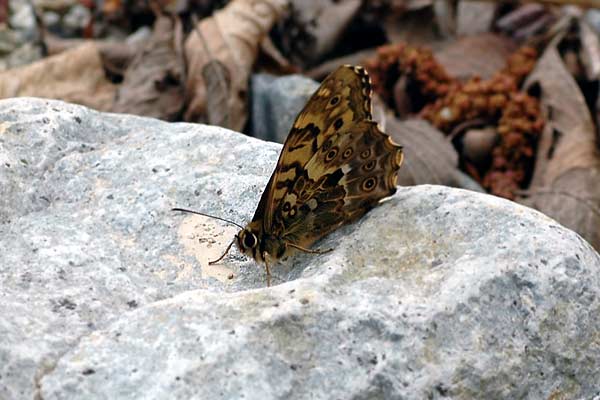 北アルプス山ろくで出会った虫たち_c0043361_041143.jpg