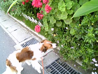 c0075585_1854135.jpg