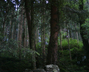 【清らかな原風景を求めて・・・深い緑の奥で深呼吸。】_b0032617_12592334.jpg
