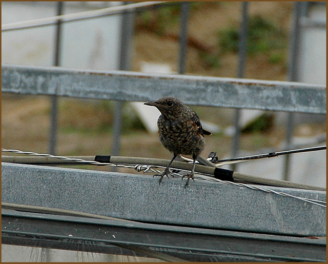 ヒヨどり　？　でしょうか？　　　　　2005.06.17.朝撮影_d0057344_16494618.jpg