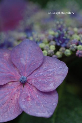 雨の日の紫陽花_e0000951_7171448.jpg