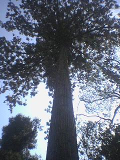 c0039875_1619922.jpg