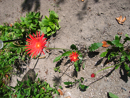 Gerbera_e0006203_2148352.jpg