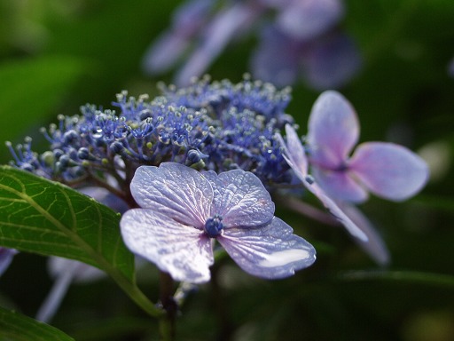 雨の中の花たち_b0031237_1547567.jpg