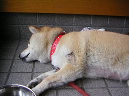 ふぅ~~。。。_c0049950_23533547.jpg
