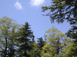 b0068572_12173726.jpg