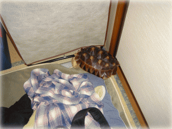 b0055276_15328.gif