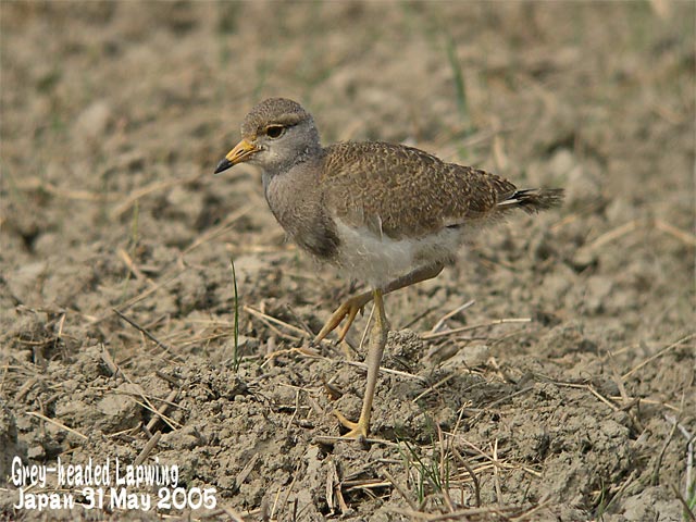 ケリ　　　Grey-headed Lapwing_c0071489_22301471.jpg