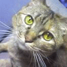 c0005007_222416.gif