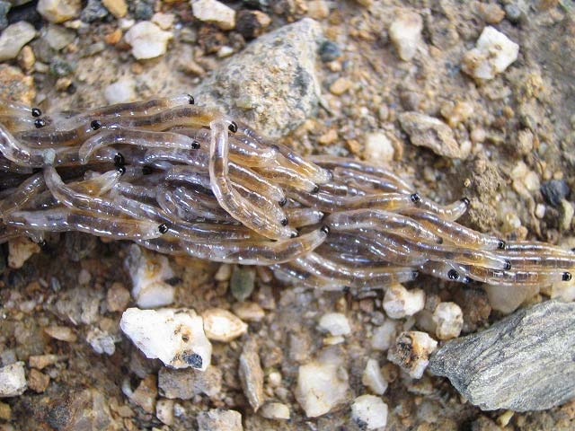 芝生から体長３ｍｍ程度の小さな虫が大群で出てきました 昆虫ブログ むし探検広場