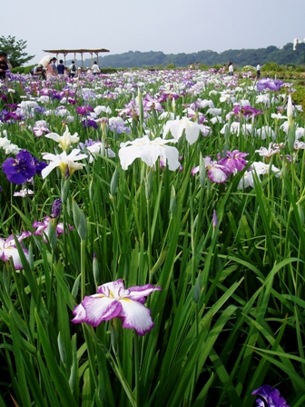 まんかい★　花菖蒲　　～小岩菖蒲園～_c0055515_18541669.jpg