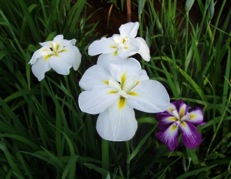 まんかい★　花菖蒲　　～小岩菖蒲園～_c0055515_18551735.jpg