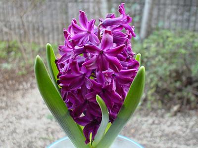 紫のヒヤシンス ウッドストック 花を賞するに慎みて離披に至る勿れ