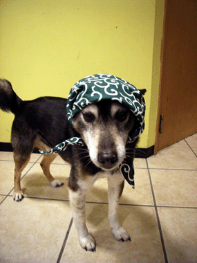 c0062954_22584538.gif