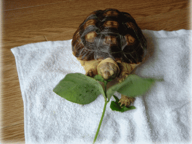 b0055276_1010122.gif