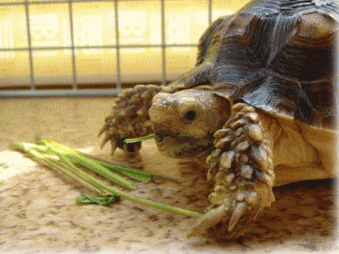 b0055276_16311920.gif