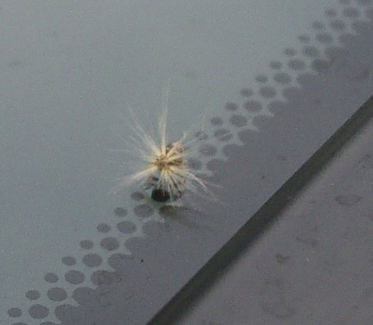 不思議な虫が車のフロントガラスに落ちてきました 昆虫ブログ むし探検広場