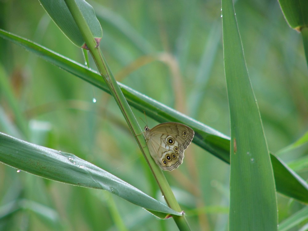 夏のヒカゲチョウ・１_c0062511_5552426.jpg