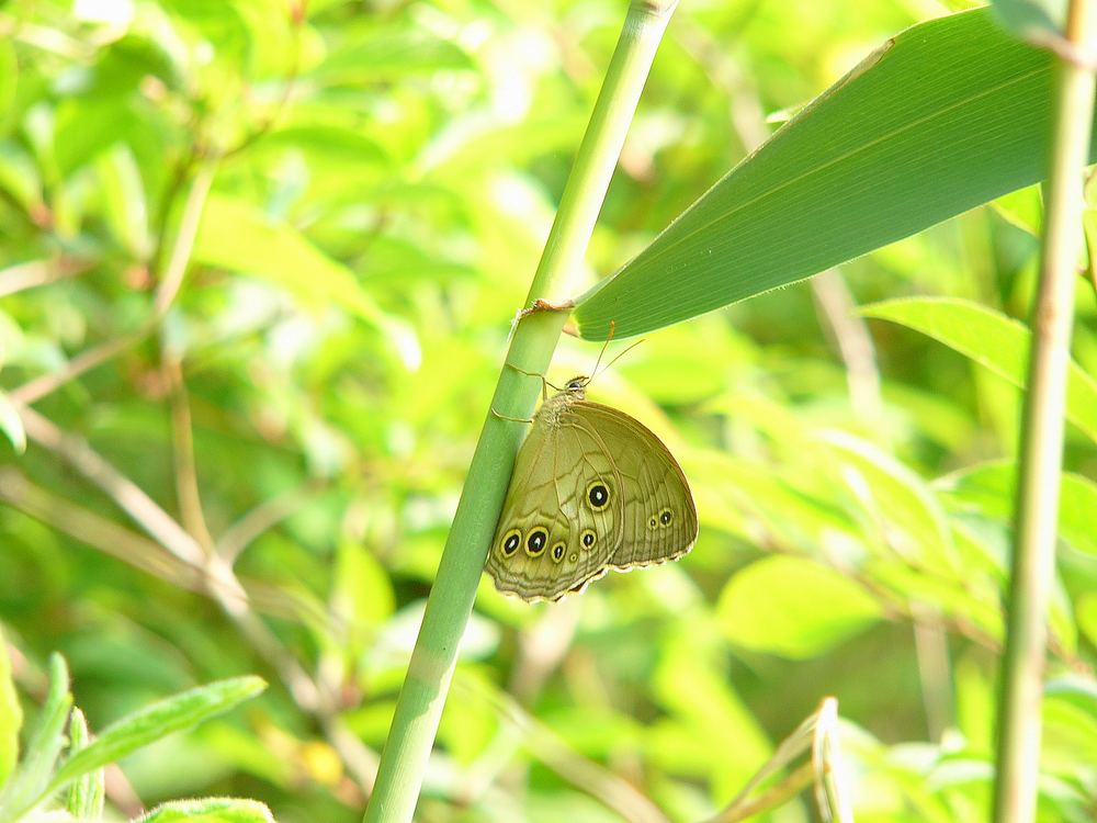 夏のヒカゲチョウ・１_c0062511_556335.jpg