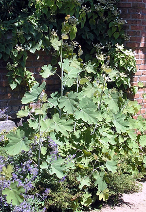 タケニグサ　Macleaya cordata_d0016347_1325835.jpg