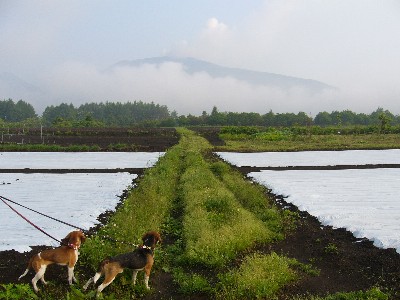 また田舎に行ったよ！_b0045357_14323939.jpg