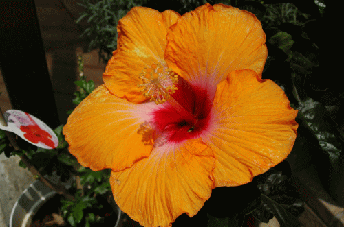 b0032962_21494424.gif
