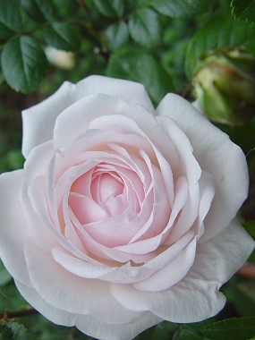 d0050399_0544891.jpg