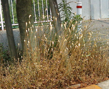 【2005年 夏至】_b0032617_18281943.jpg