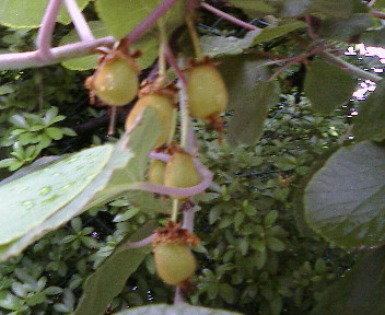 【2005年 夏至】_b0032617_18291218.jpg
