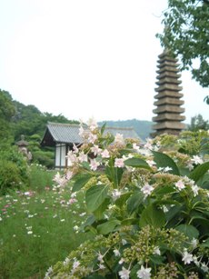 紫陽花満開の般若寺_d0049152_2341397.jpg