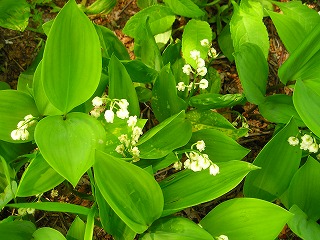 滝野すずらん丘陵公園_b0024955_20594835.jpg