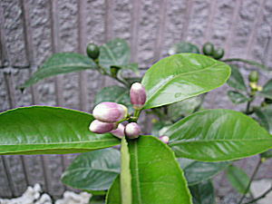 c0027666_22155420.jpg