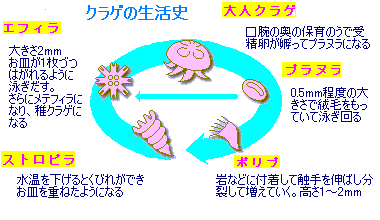 クラゲ なんとも哲学的な オトナの秘密基地