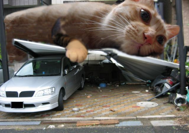 どか 鳴くことのない猫 爆笑画像集