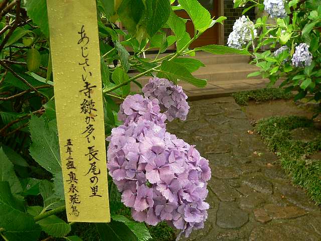 雨上がりの紫陽花_d0003010_21512260.jpg