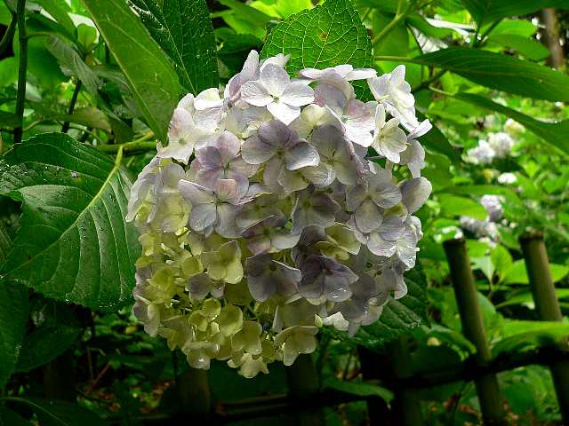 雨上がりの紫陽花_d0003010_2152288.jpg