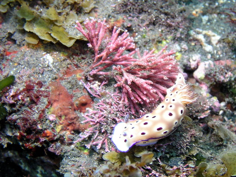 三宅島のゆかいなウミウシたち_c0018284_7114339.jpg