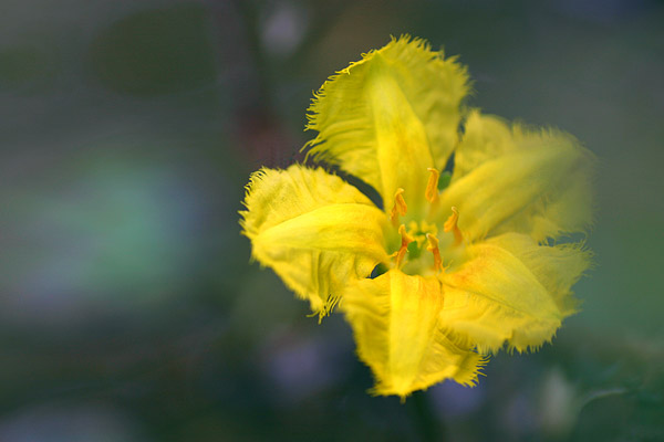 アサザ　　　　Nymphoides peltata _c0038290_65439.jpg