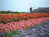b0060091_22547.jpg