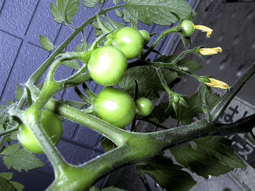a0006605_8495646.gif